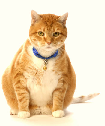 Сахарный диабет у кошек: симптомы, диагностика и лечение