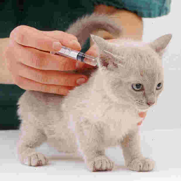 Lilac Tonkinese kitten receiving its primary vaccination at 9 weeks old.