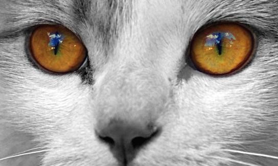 Здоровы ли глаза вашей кошки? Тест в домашних условиях | Ветклиника Веттал