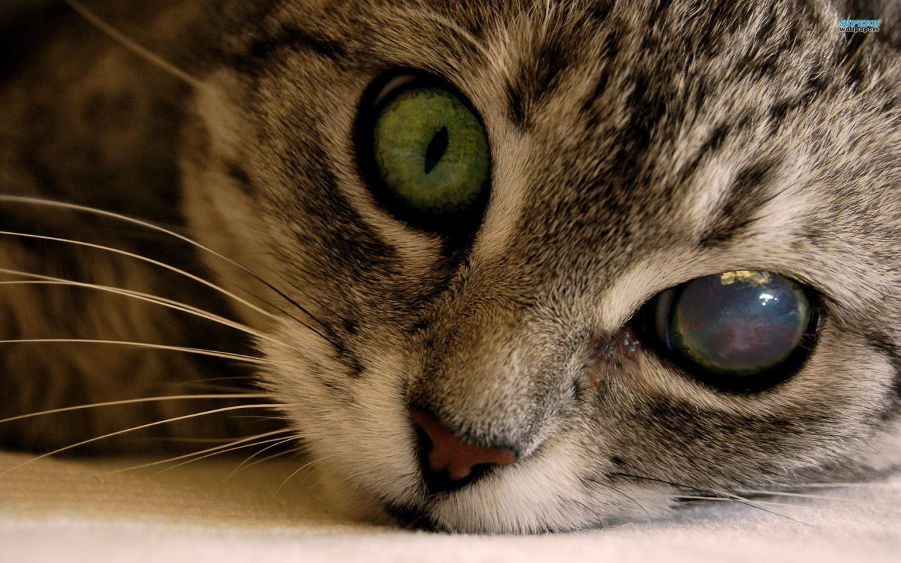 Здоровы ли глаза вашей кошки? Тест в домашних условиях