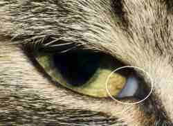 Здоровы ли глаза вашей кошки? Тест в домашних условиях